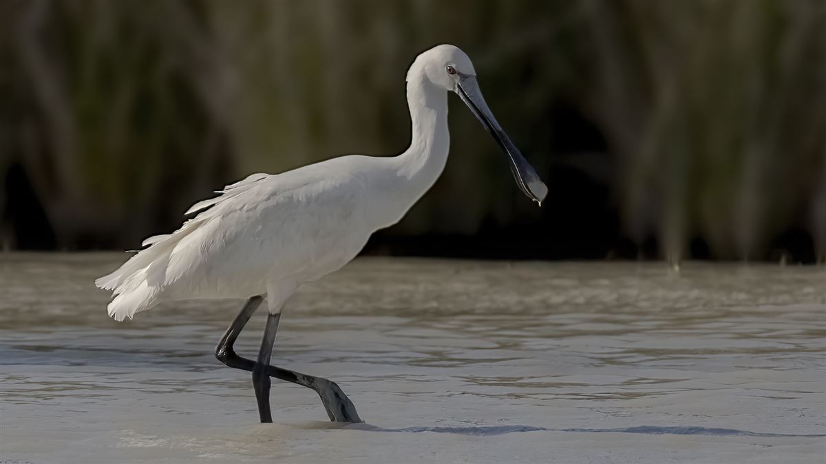 Eurasian Spoonbill