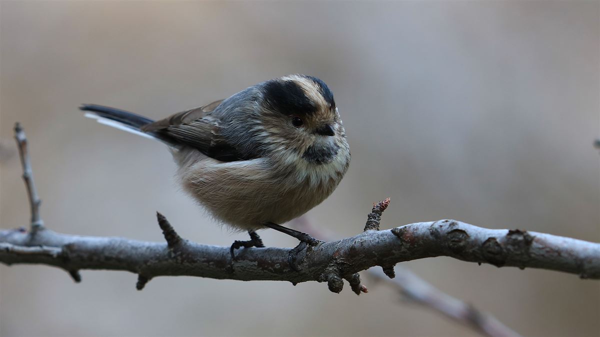 Long-tailed Tit