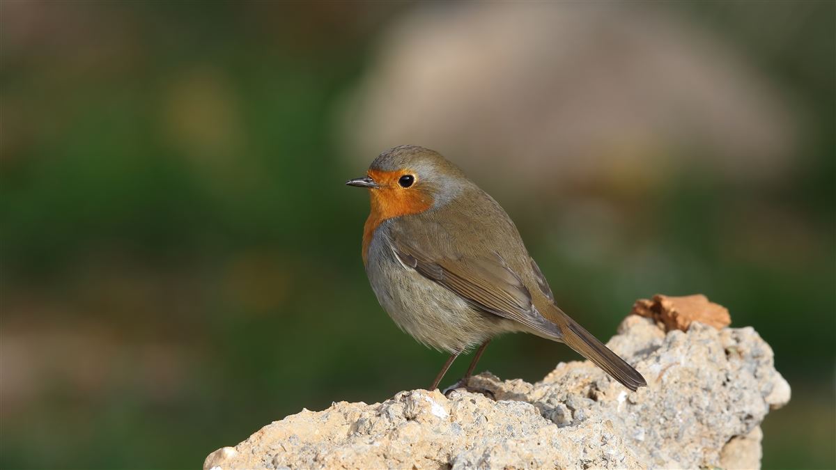 European Robin