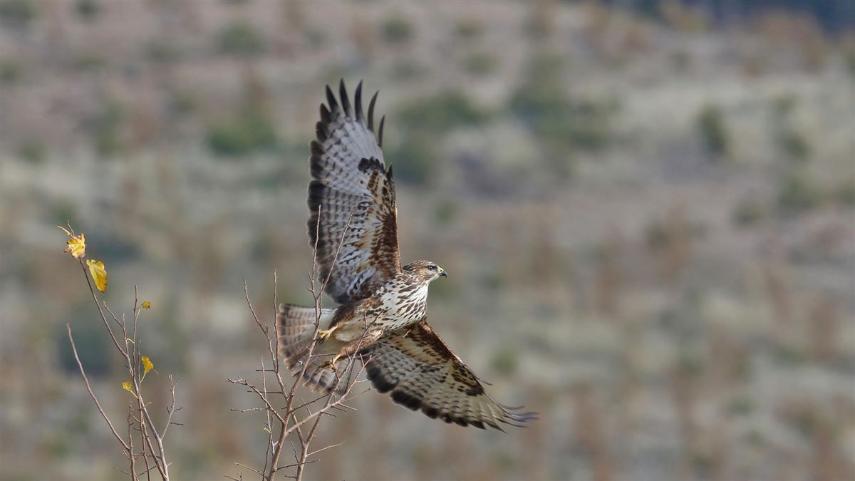 Common Buzzard