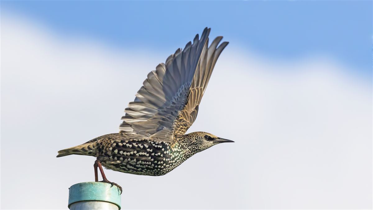 Common Starling