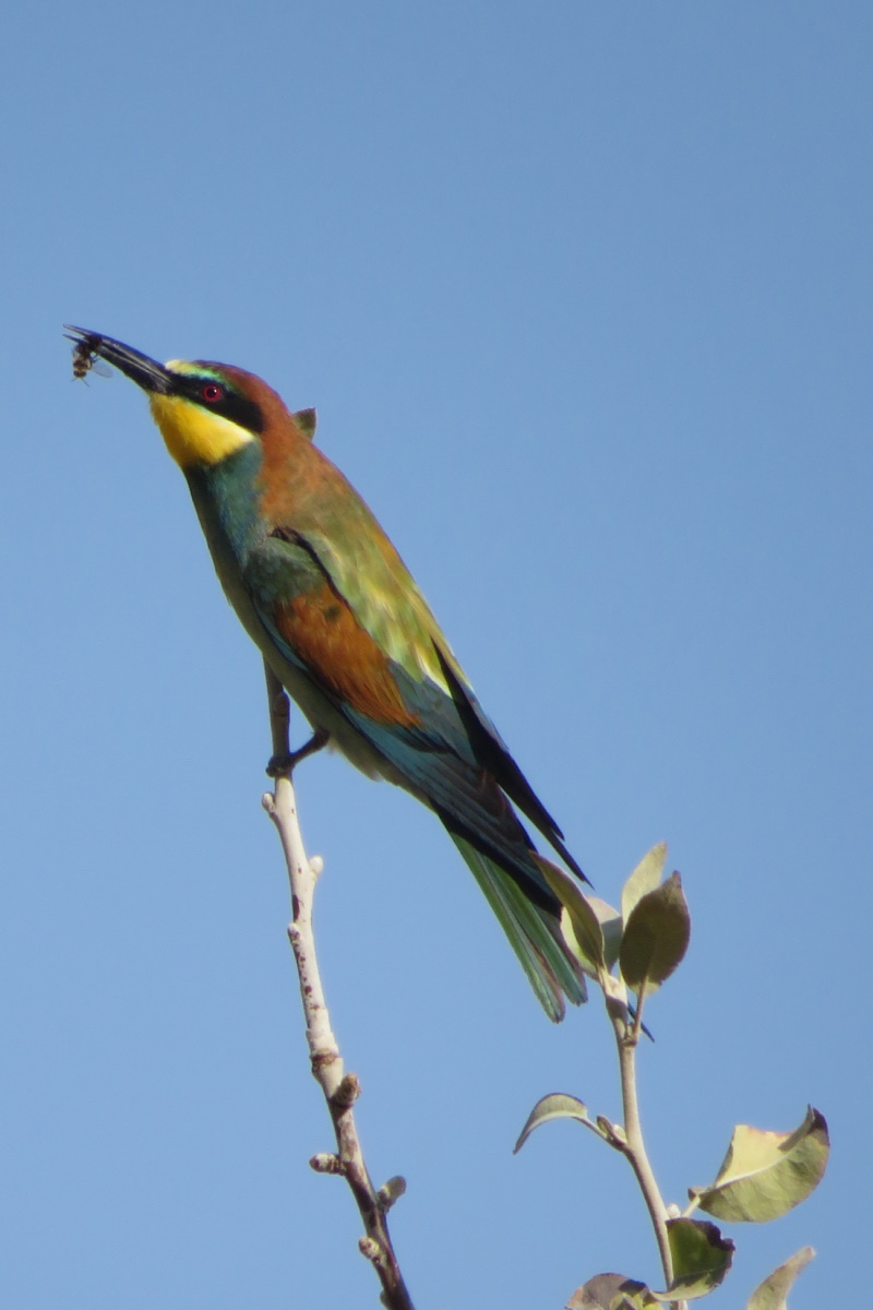 European Bee-eater