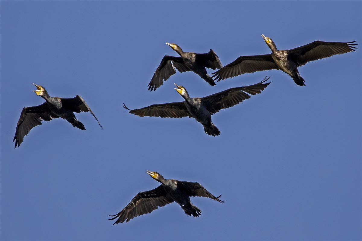 Great Cormorant