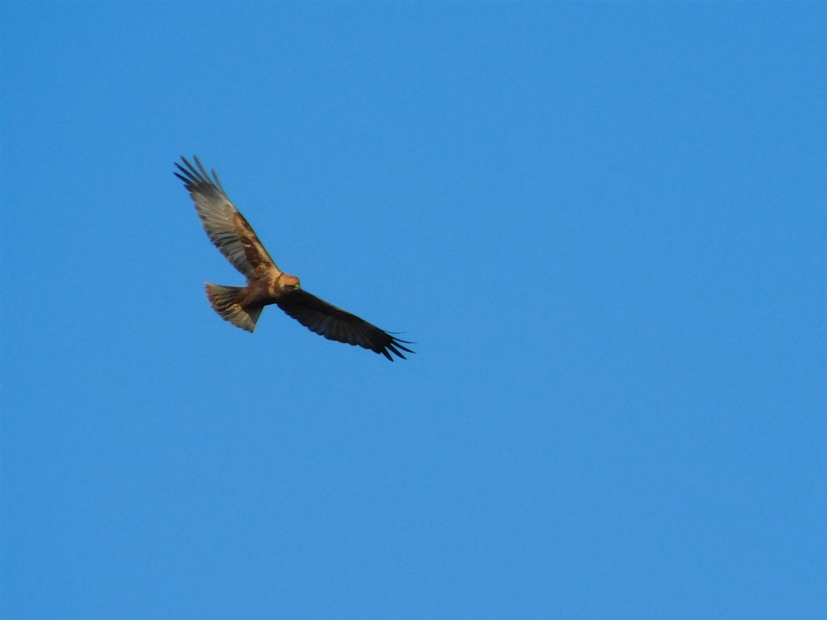 Western Marsh Harrier