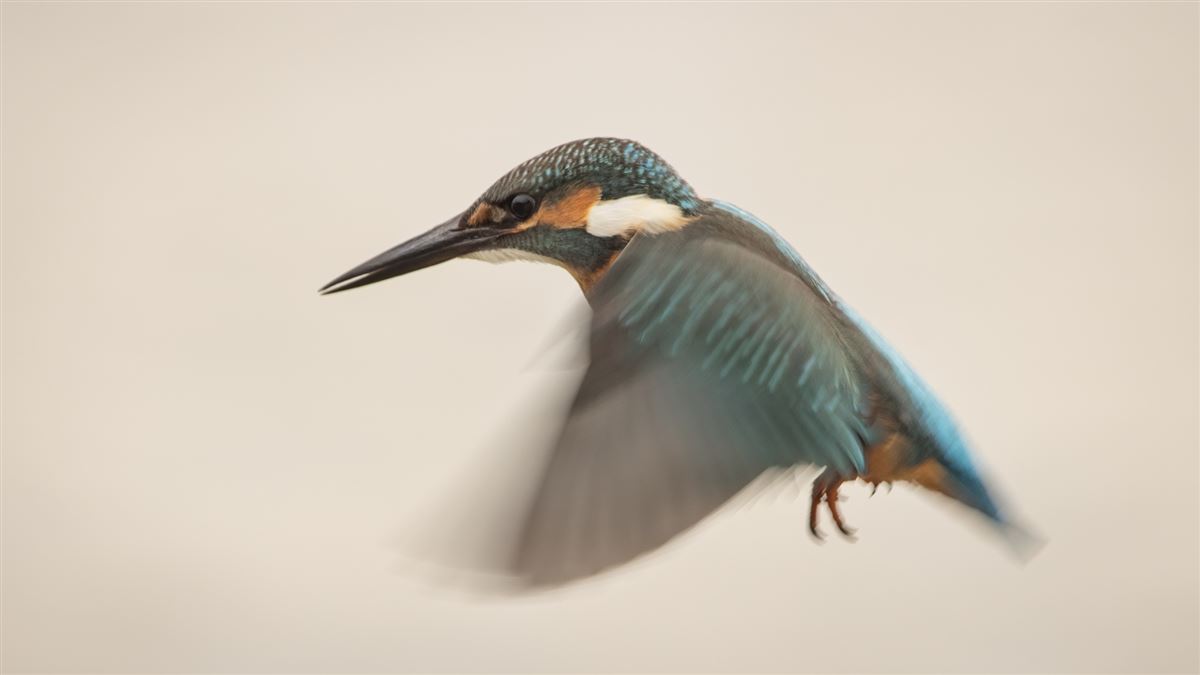 Common Kingfisher