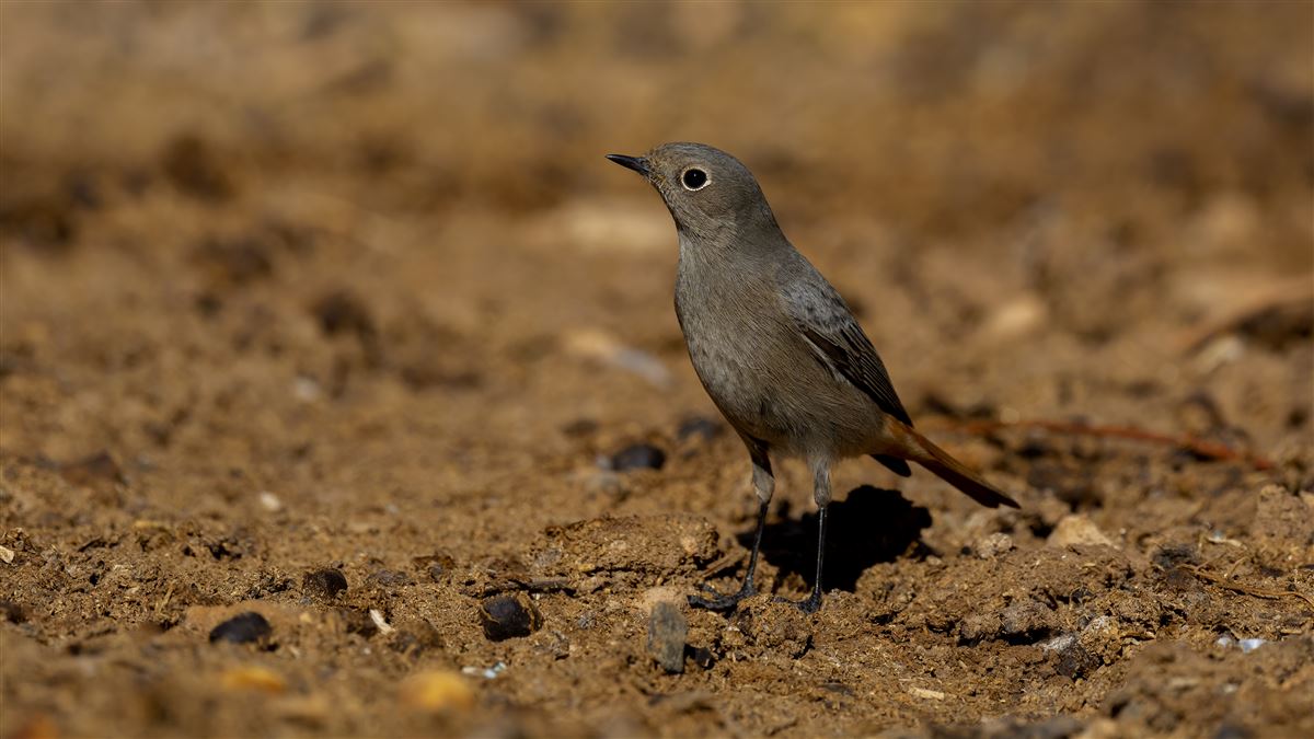 Black Redstart
