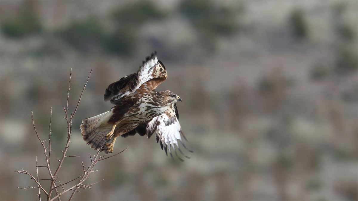 Common Buzzard