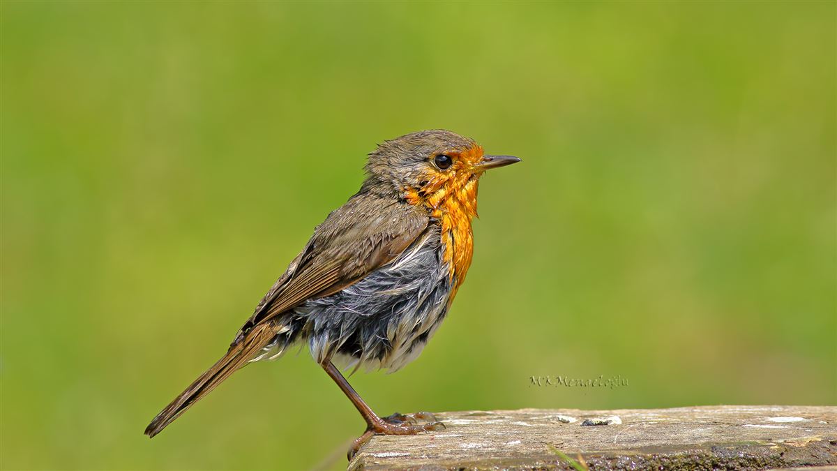 European Robin
