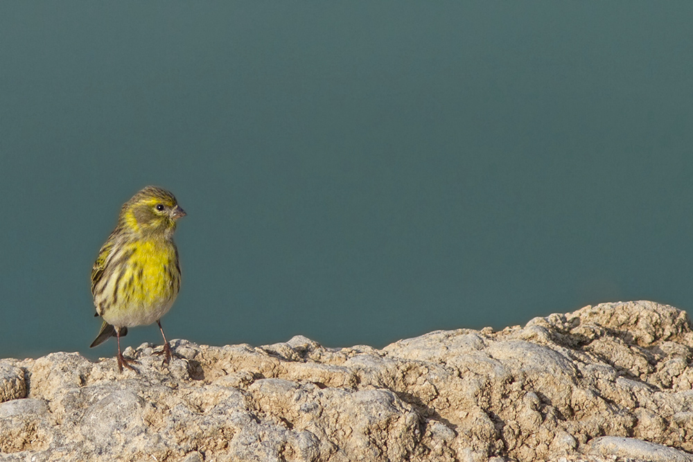 European Serin