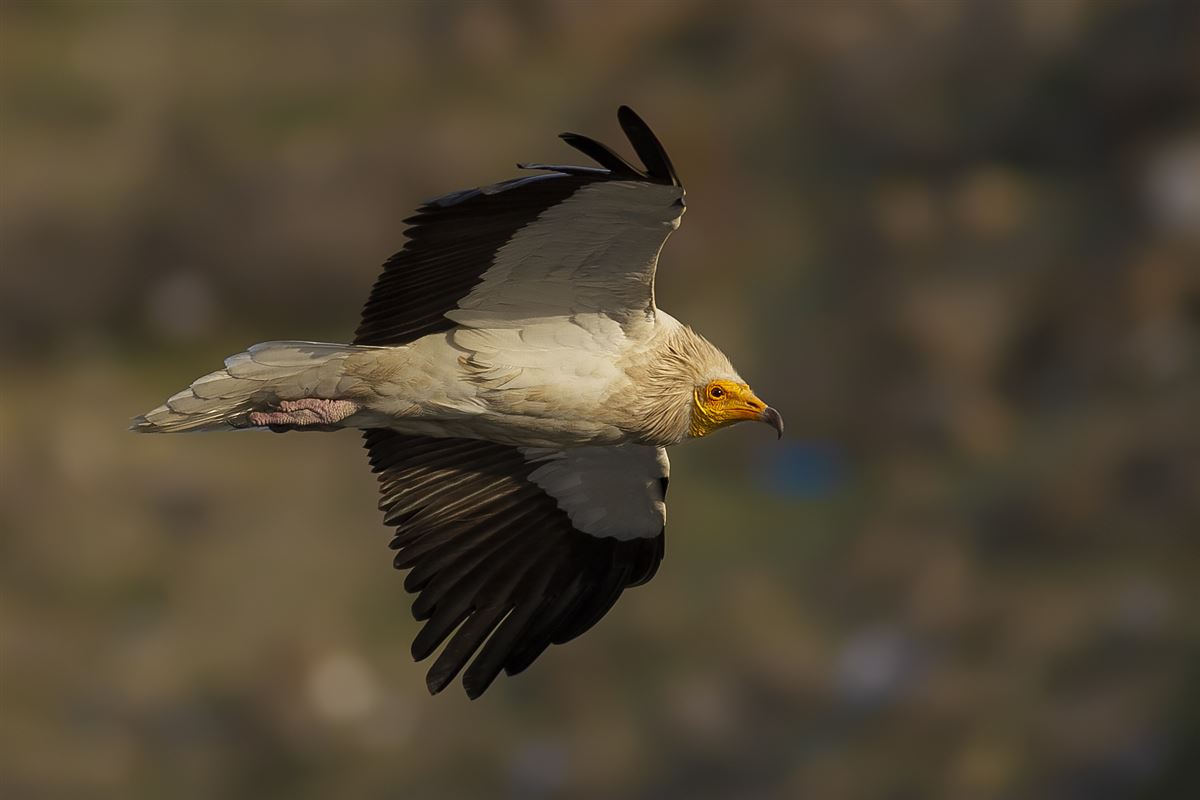 Egyptian Vulture