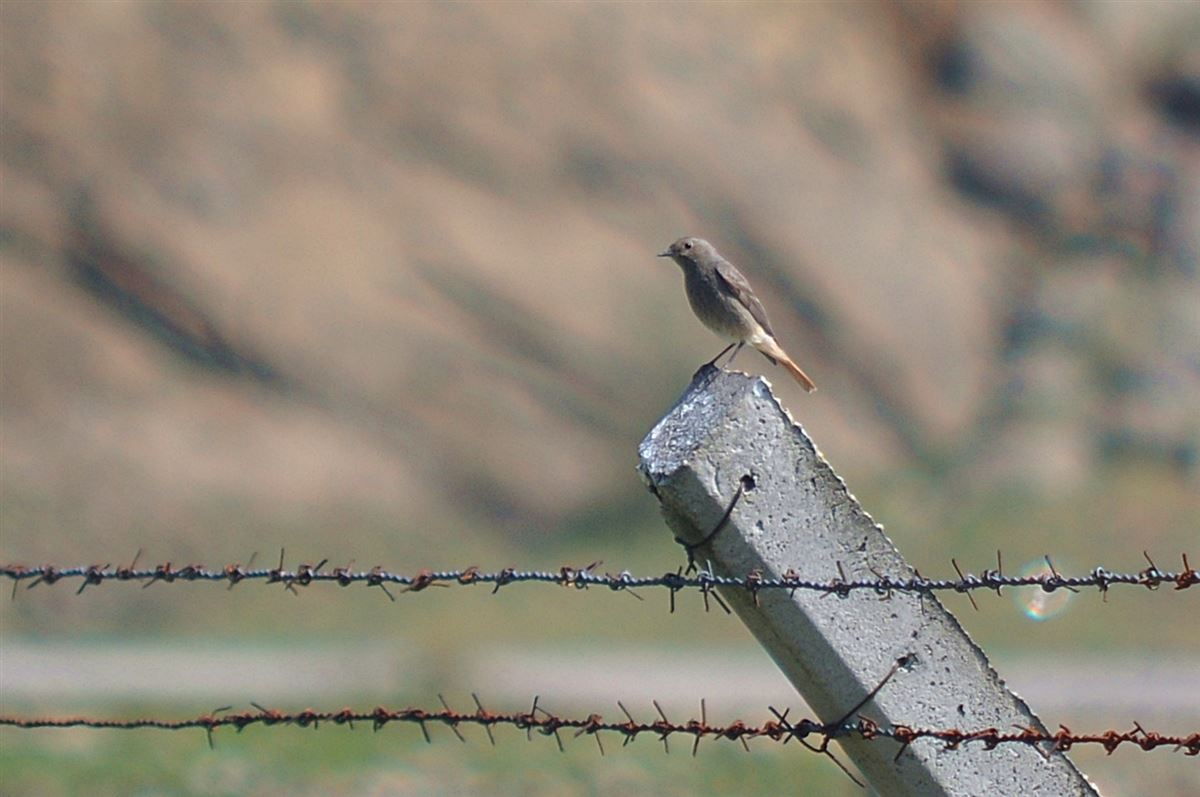 Black Redstart