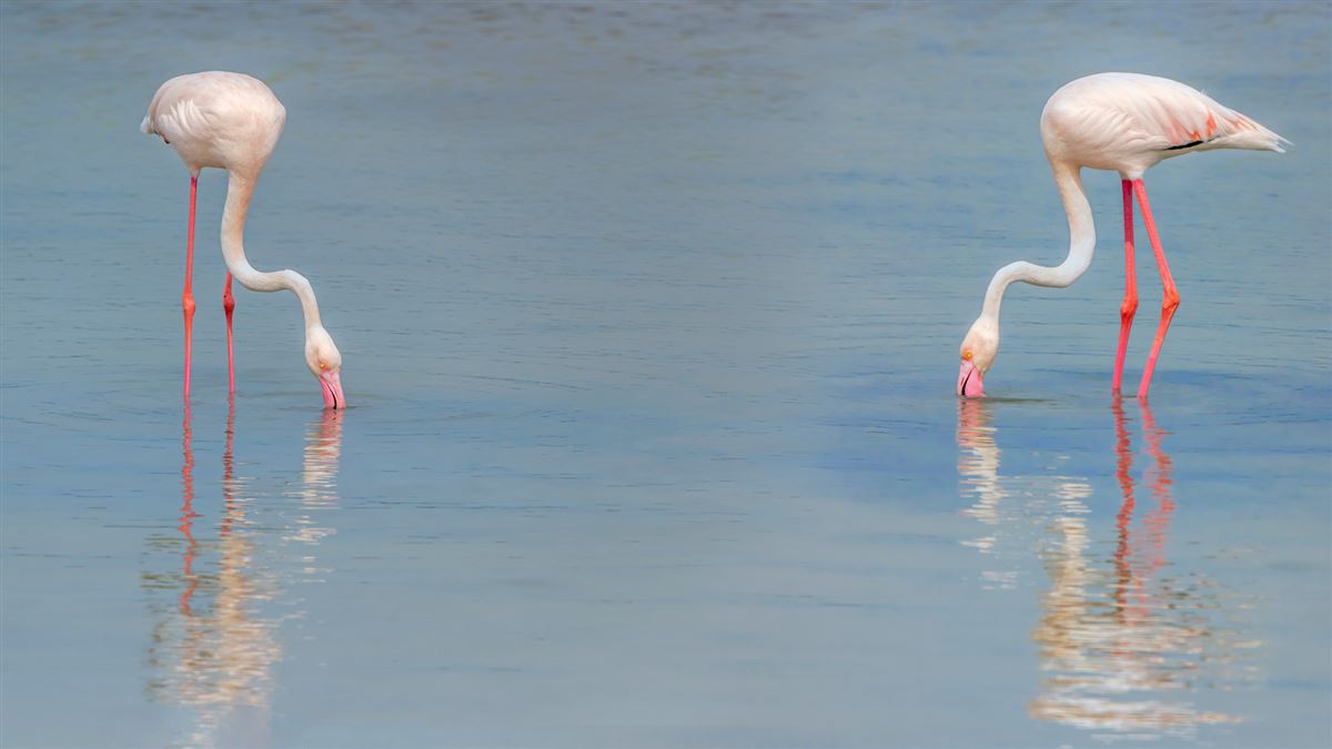 Greater Flamingo