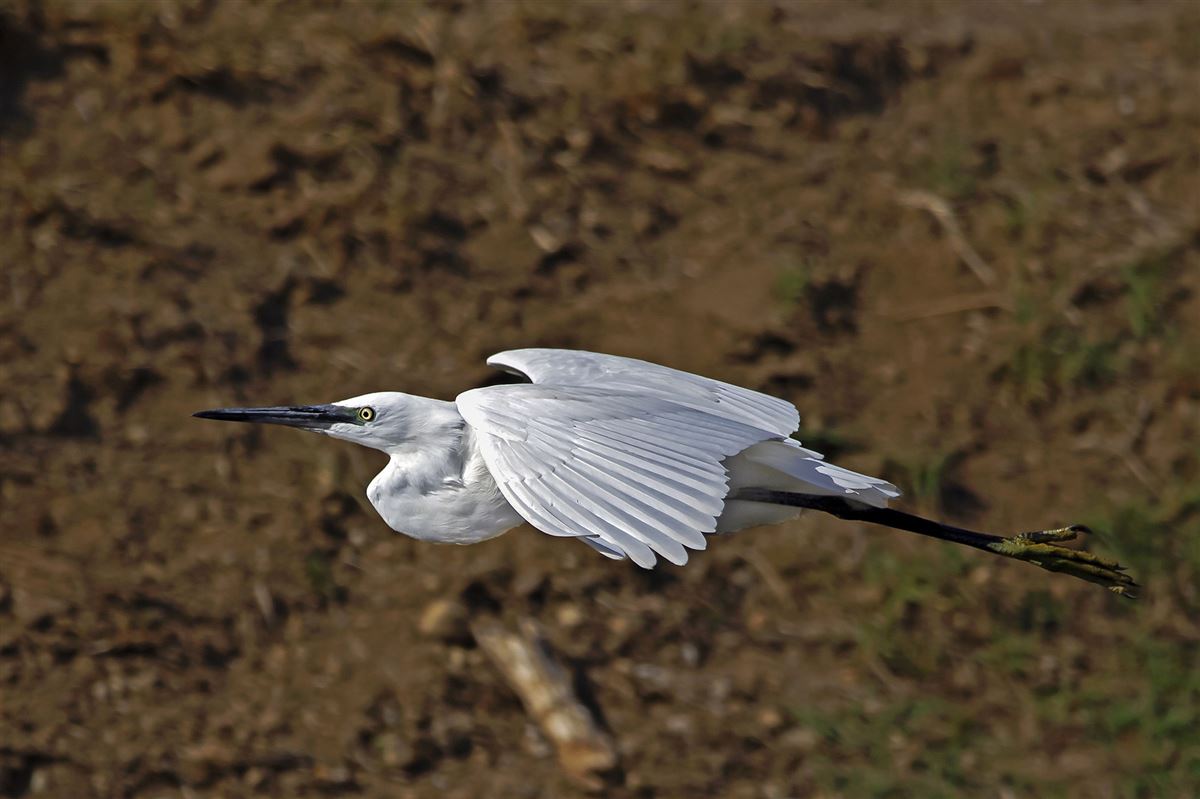 Little Egret