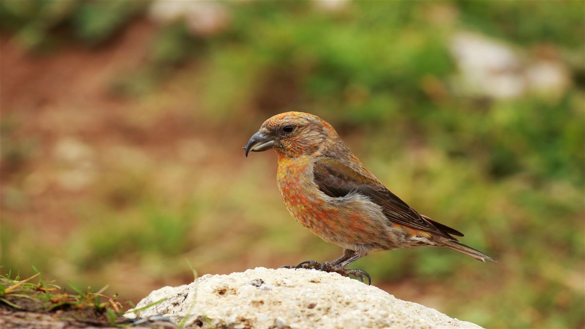 Red Crossbill
