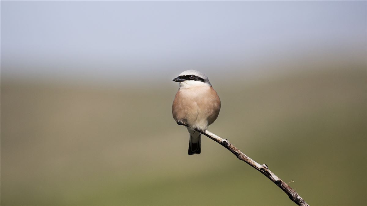 Red-backed Shrike