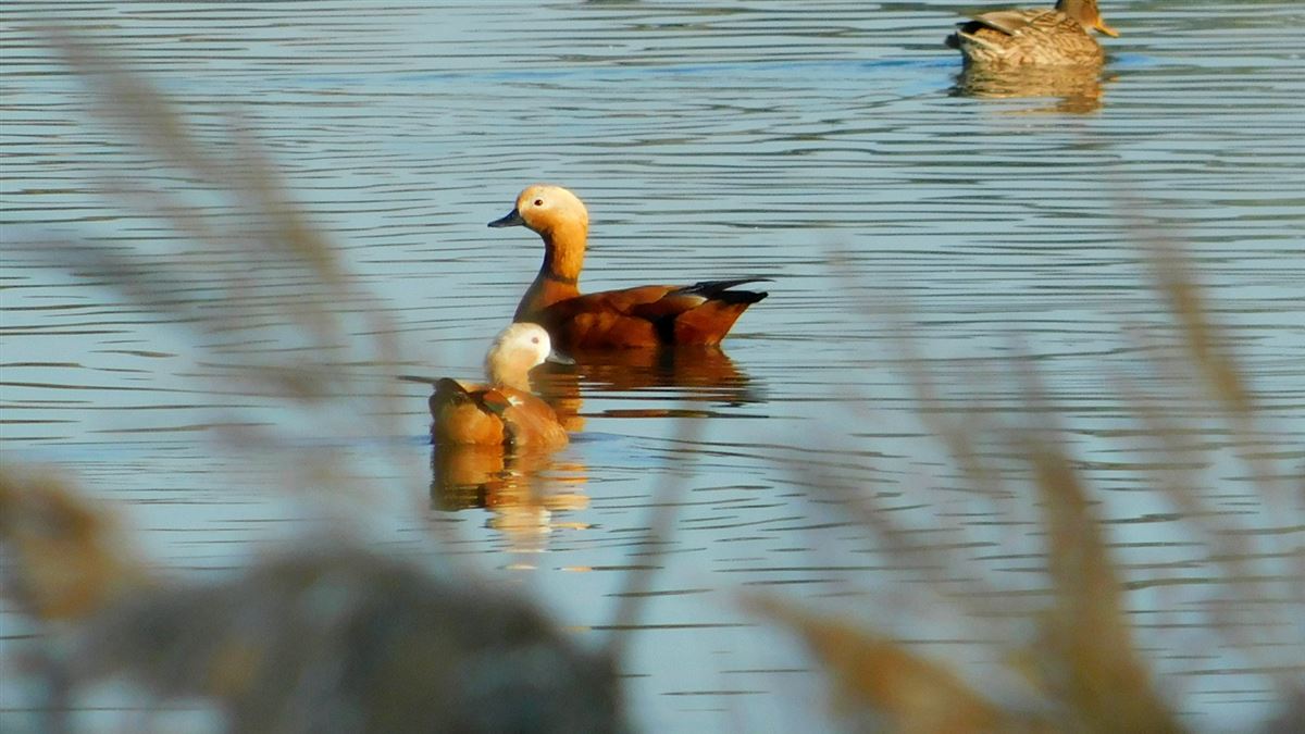 Ruddy Shelduck