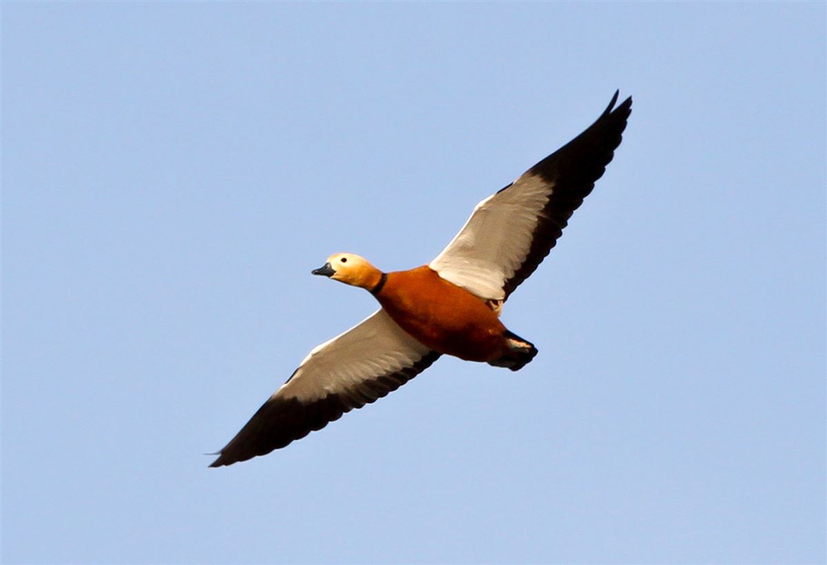 Ruddy Shelduck