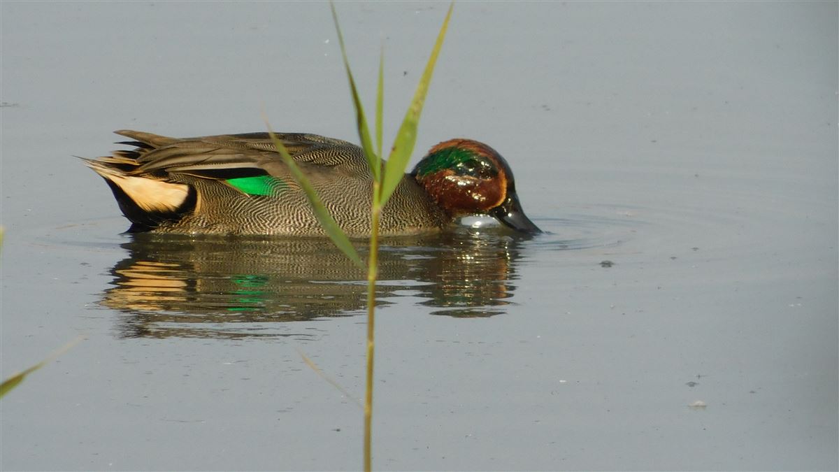 Eurasian Teal
