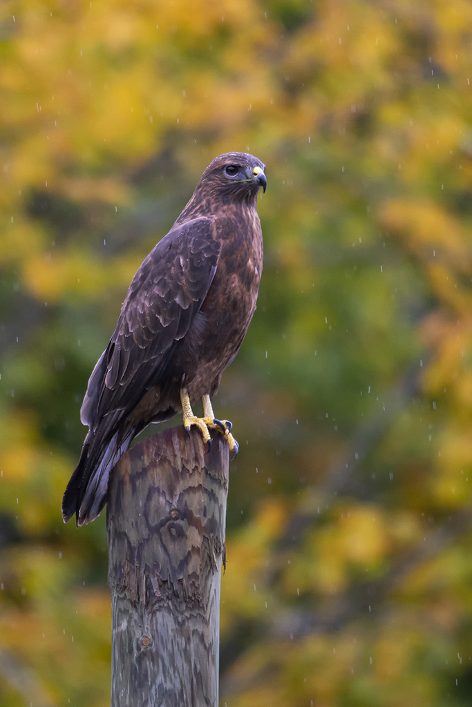 Long-legged Buzzard