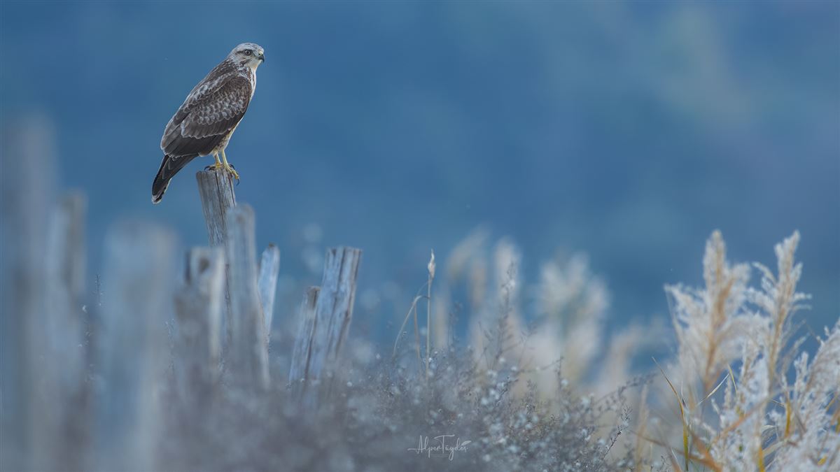 Common Buzzard