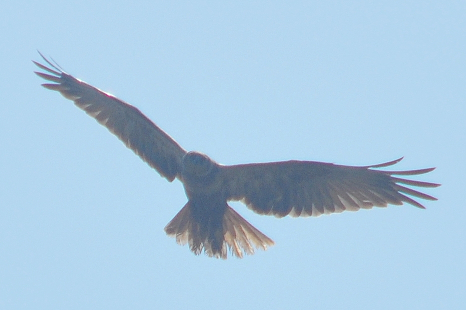 Western Marsh Harrier