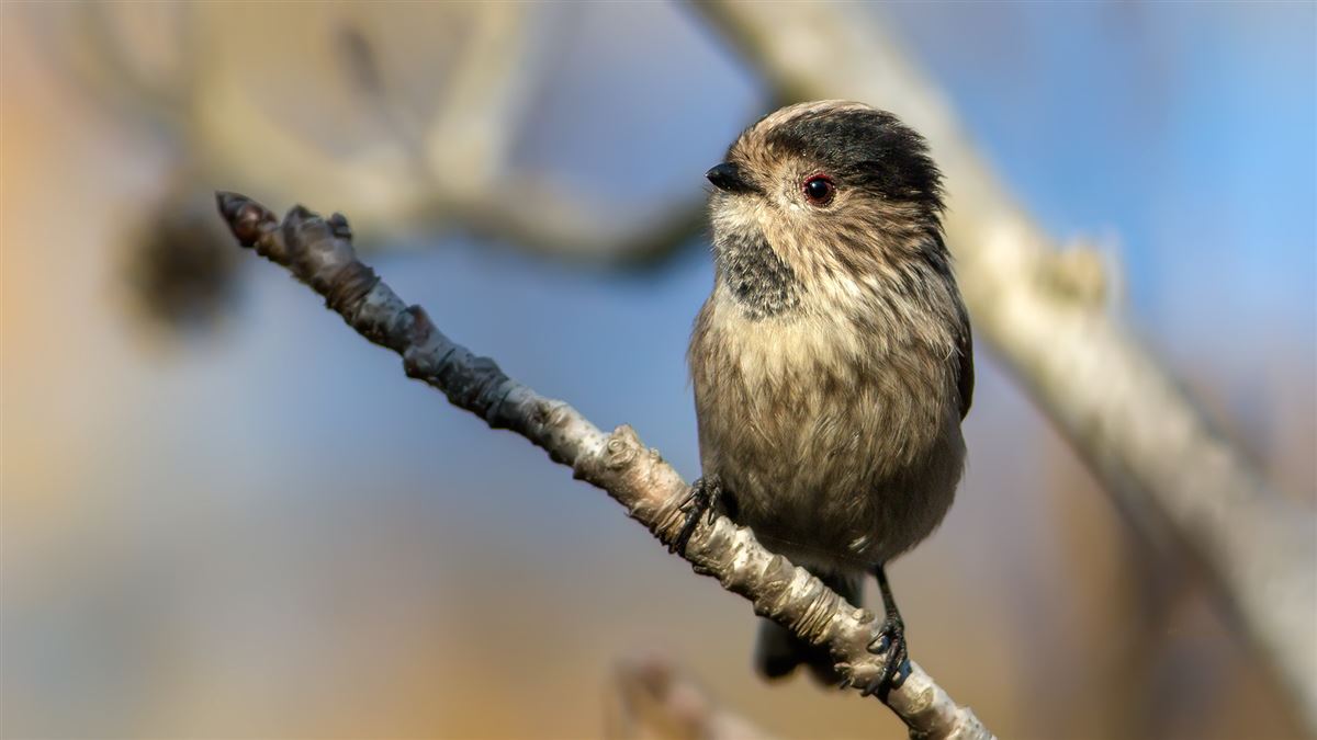 Long-tailed Tit