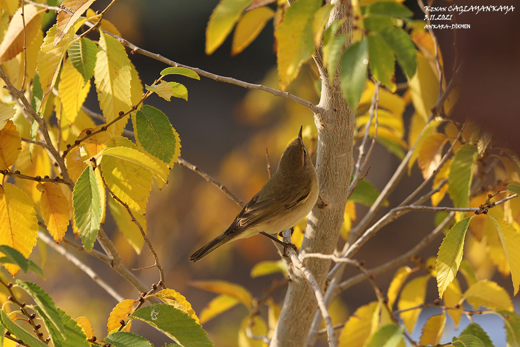 Common Chiffchaff