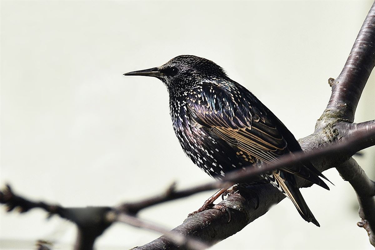 Common Starling