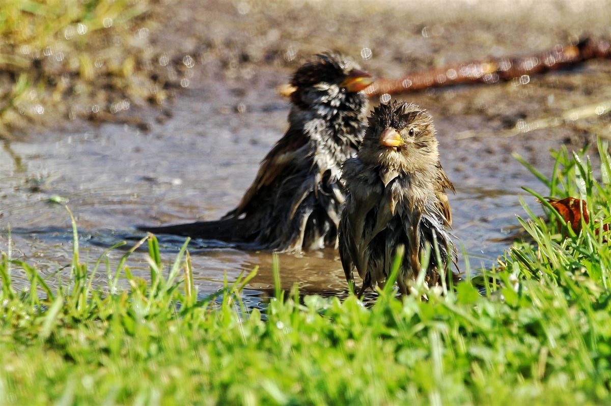 House Sparrow