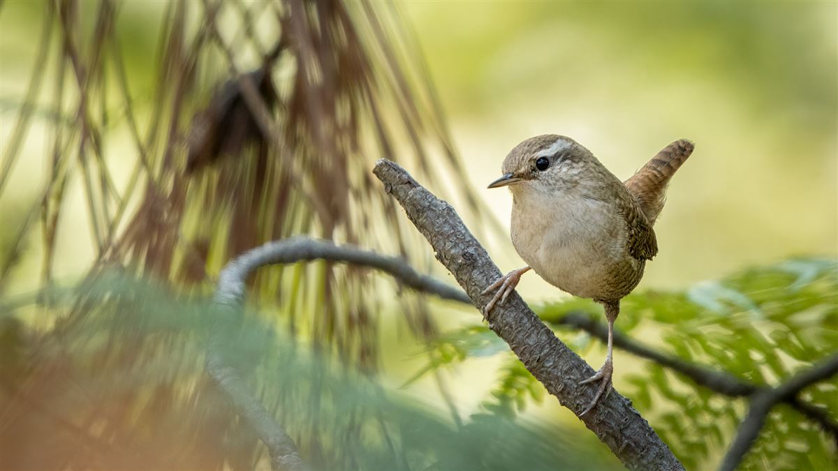 Eurasian Wren