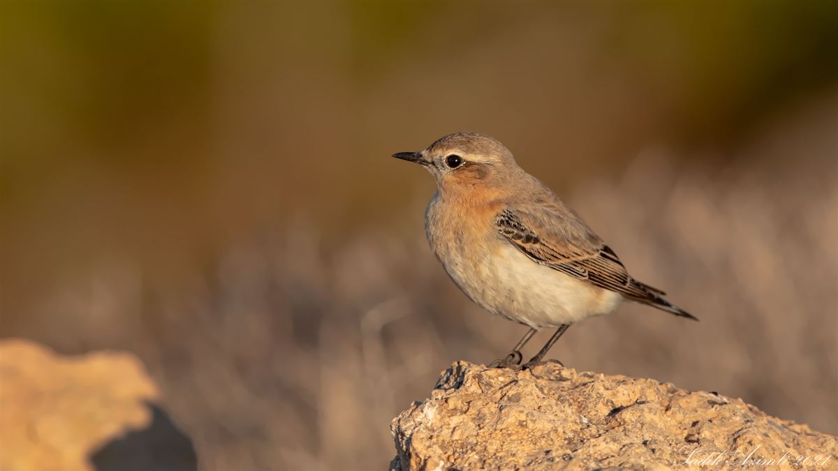 Northern Wheatear