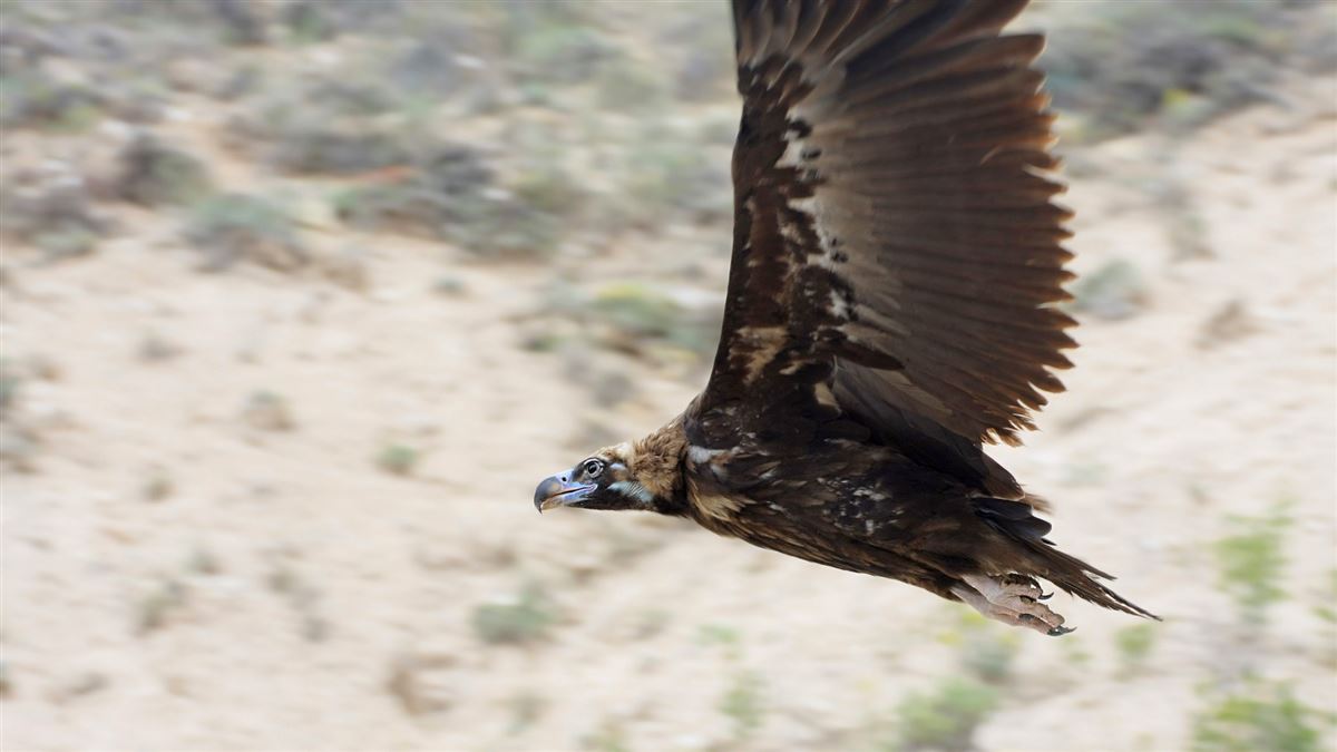 Cinereous Vulture