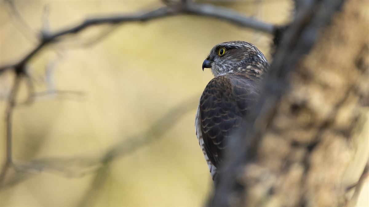 Eurasian Sparrowhawk