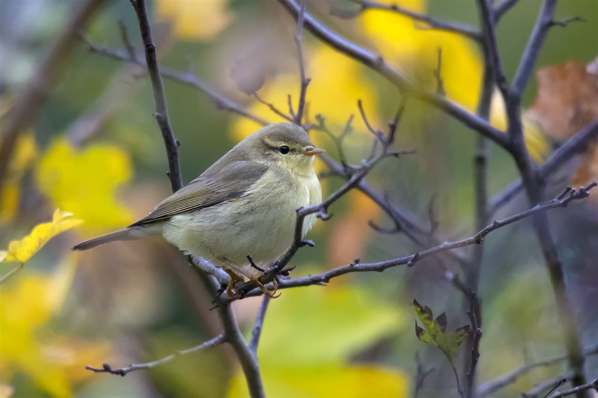 Willow Warbler