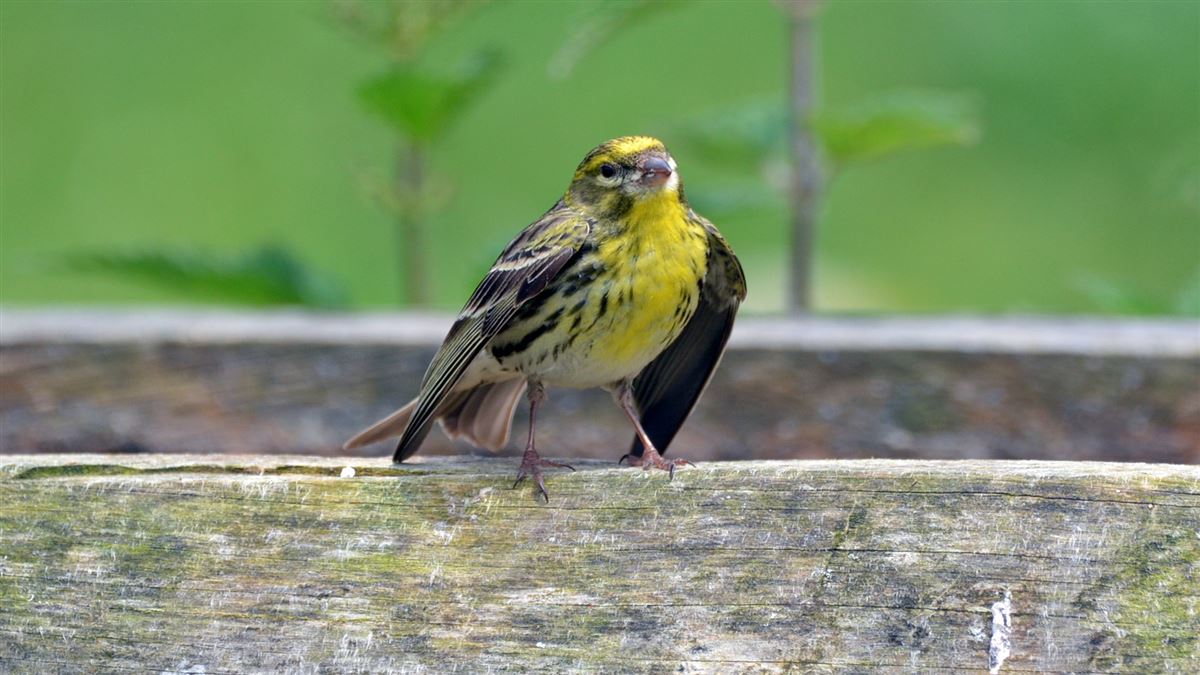 European Serin