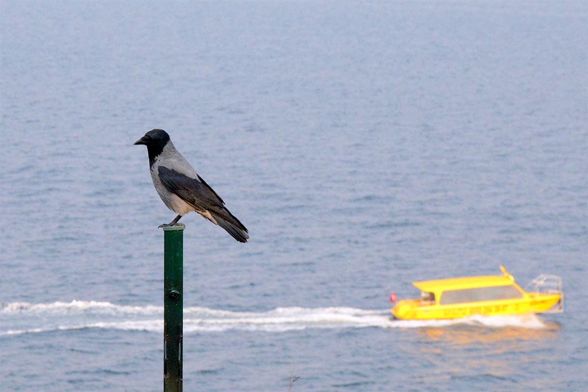 Hooded Crow