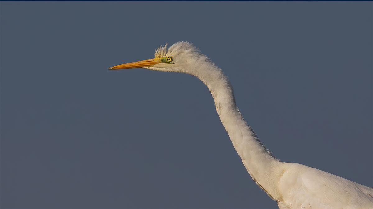 Great Egret