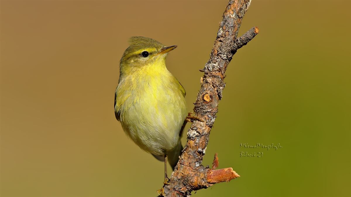 Willow Warbler