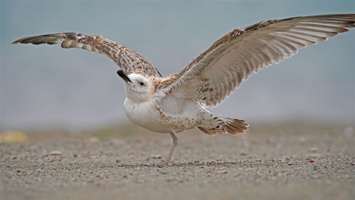 Armenian Gull