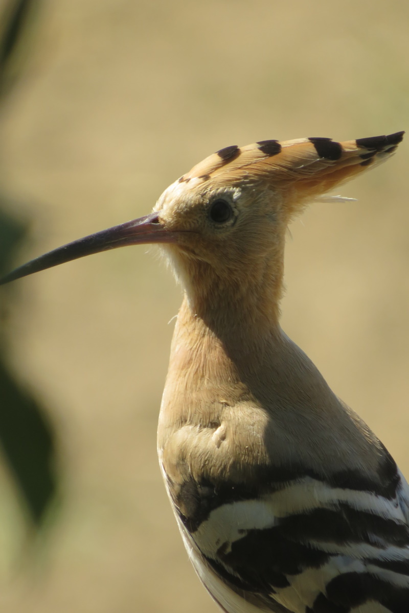 Eurasian Hoopoe