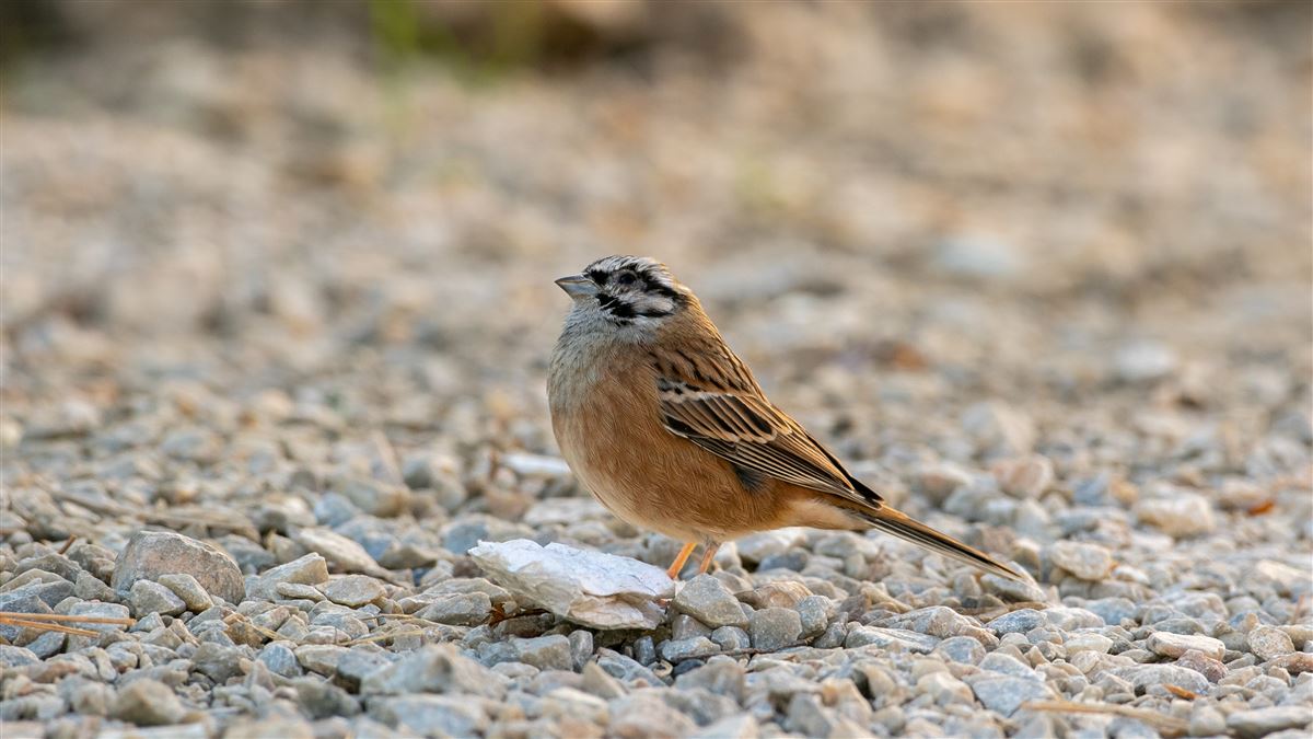 Rock Bunting