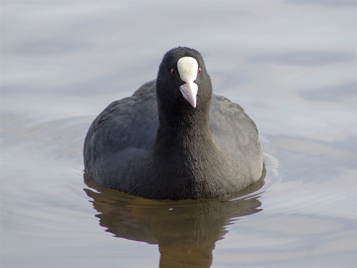 Eurasian Coot