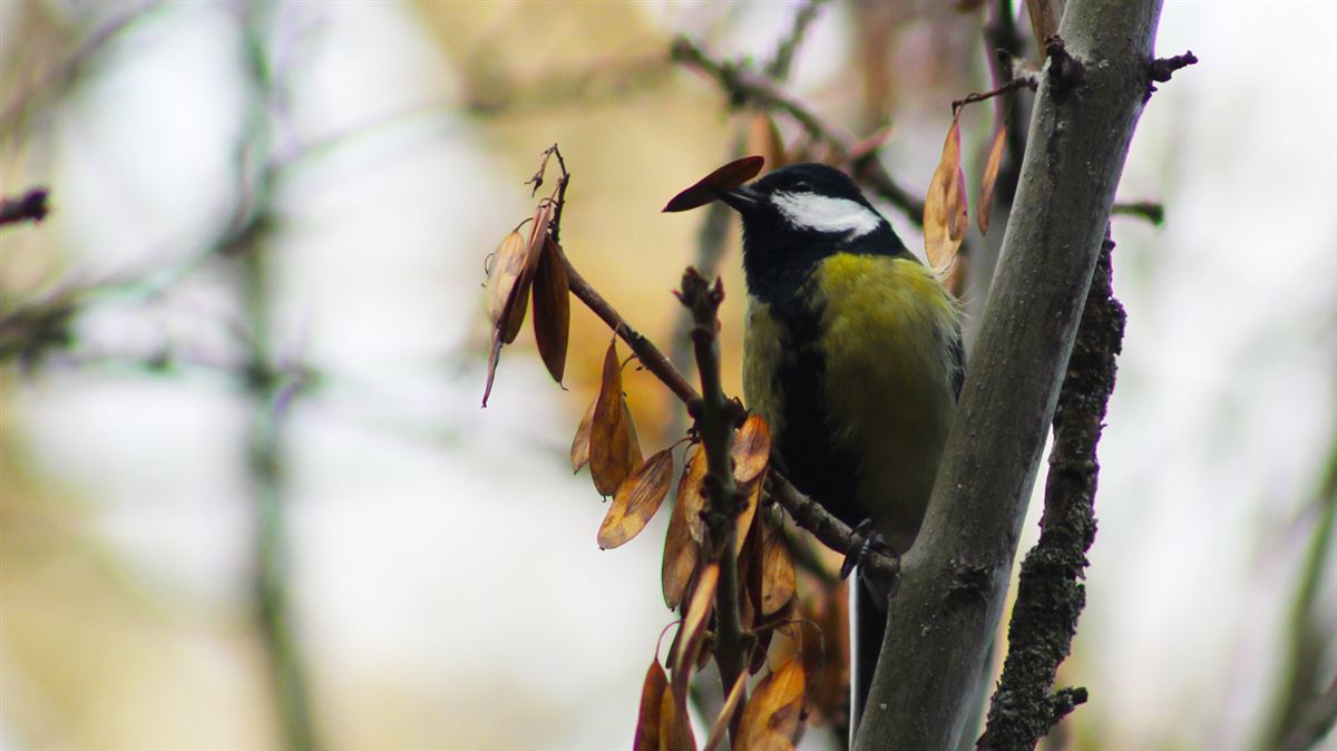 Great Tit