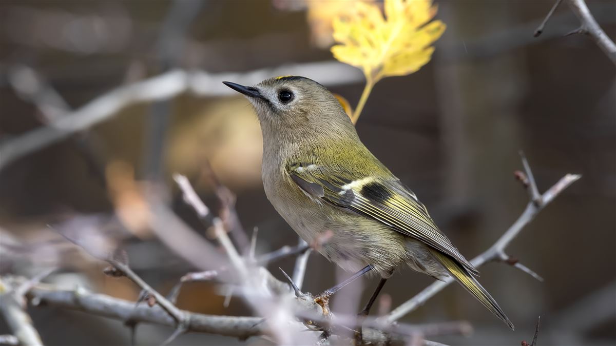 Goldcrest