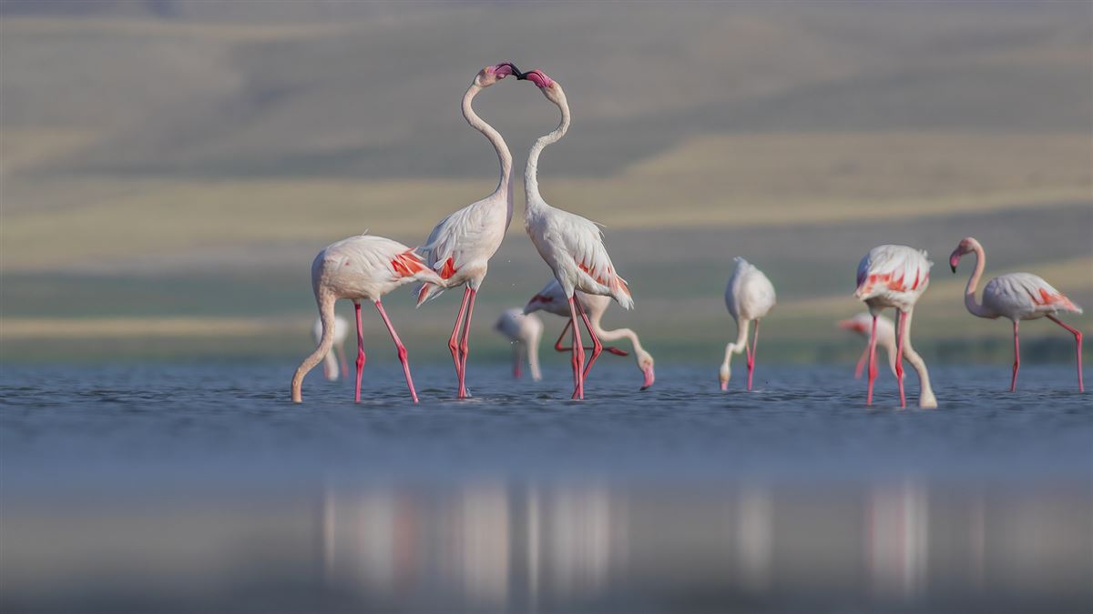 Greater Flamingo