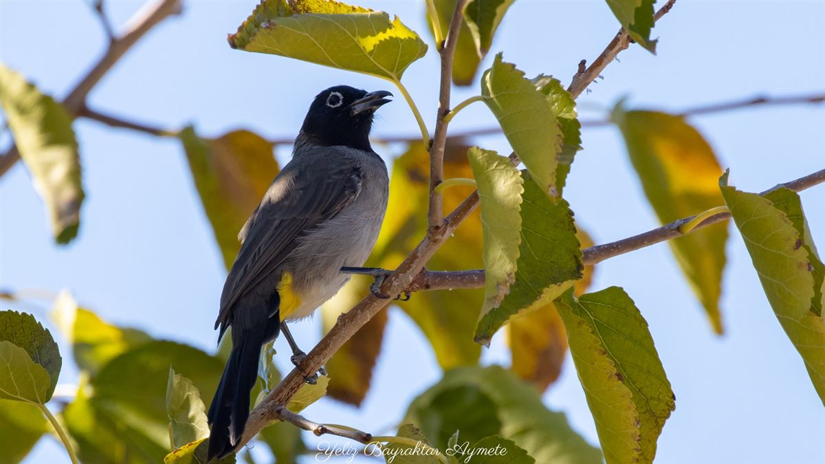 White-spectacled Bulbul