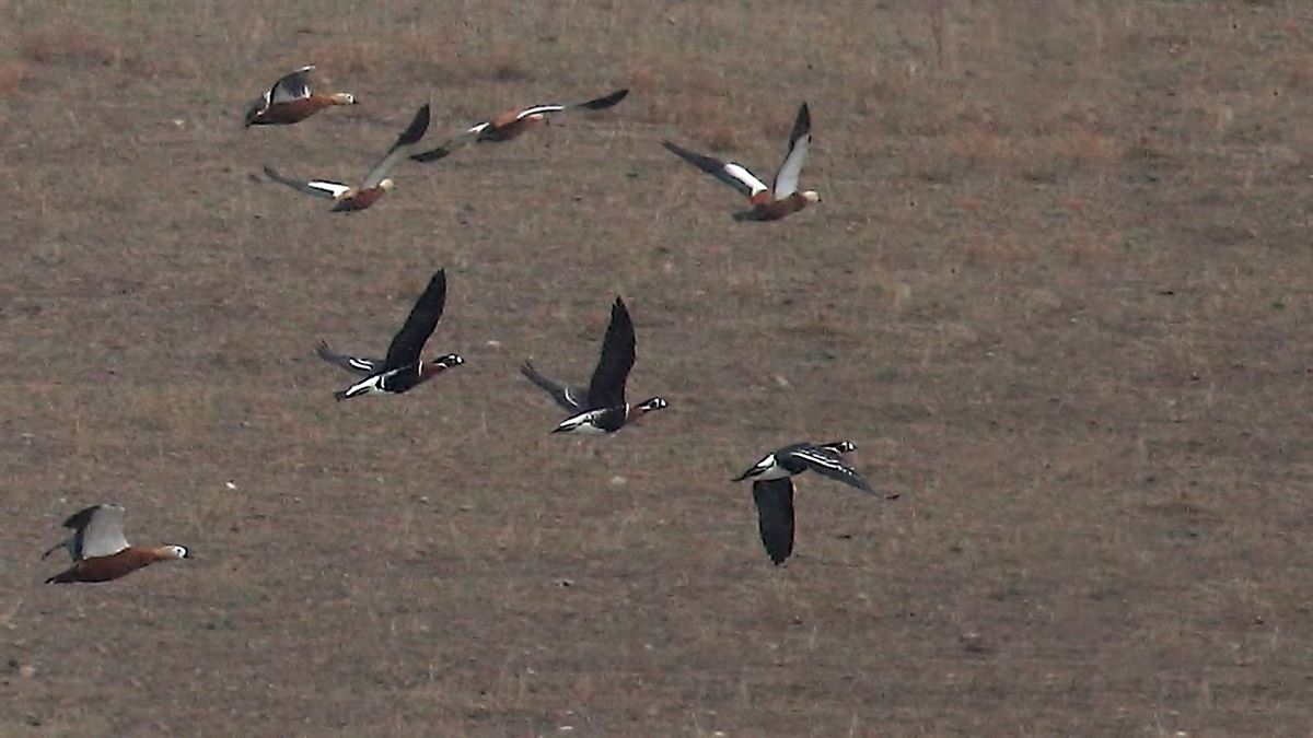 Sibirya Kazı