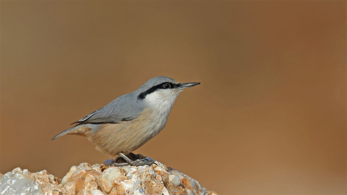 Western Rock Nuthatch