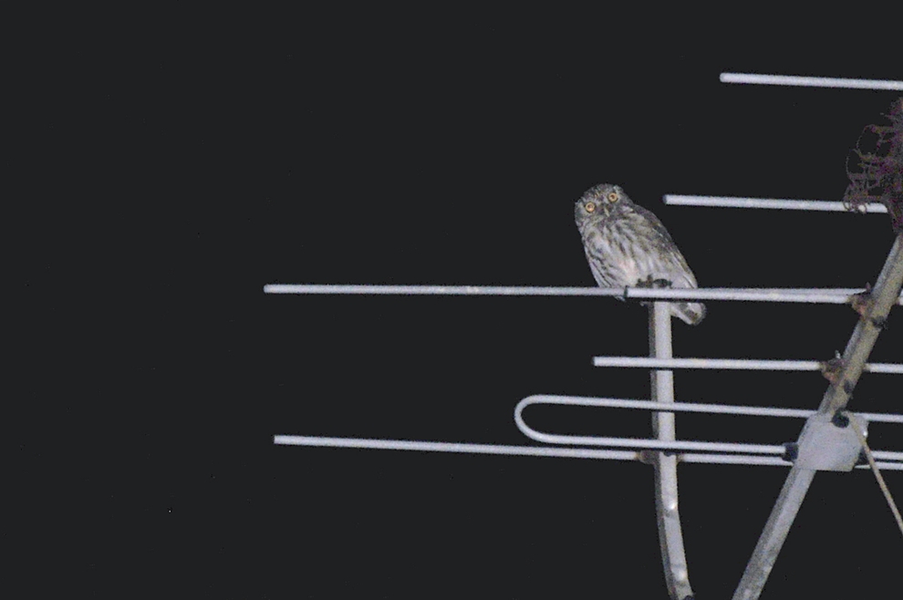 Little Owl
