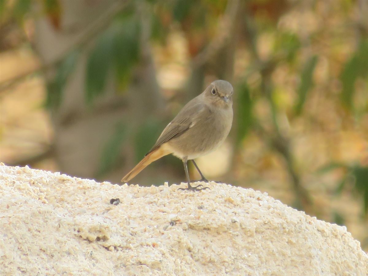 Black Redstart